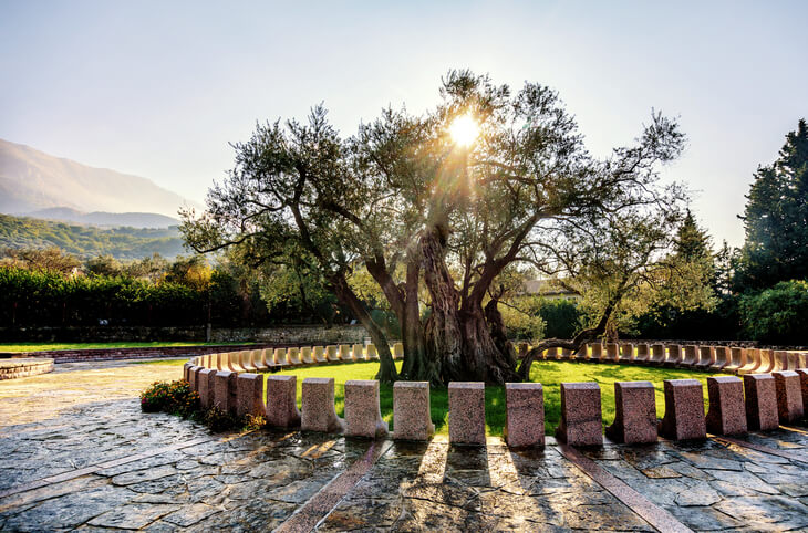 Stara Maslina/Old Olive, Bar, Montenegro