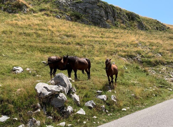 Horses along Sedlo Pass See some of Montenegro’s most stunning mountain scenery as you drive the Durmitor Ring and find out about the locals’ secret swimming hole.