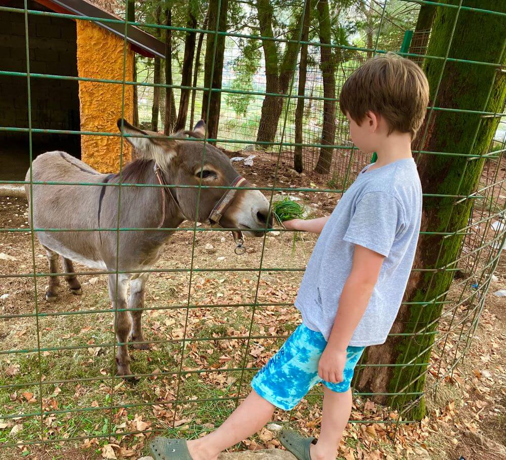Hercegovačka Gračanica donkey, Trebinje 