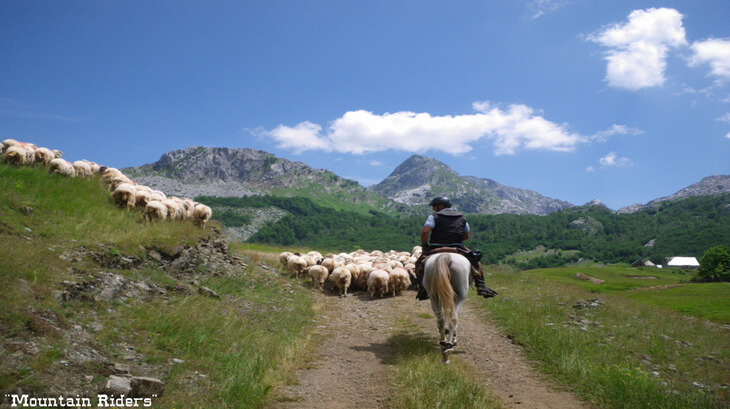 Horse trekking is one of the top things to do in Podgorica, Montenegro. Horse riding in Montenegro offers trail rides for beginners to experienced riders.