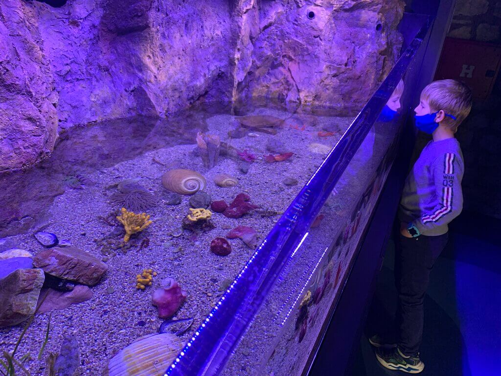 Discovering the underwater world – Kotor Aquarium visit Child admiring marine life inside the Bay of Kotor Aquarium in Montenegro