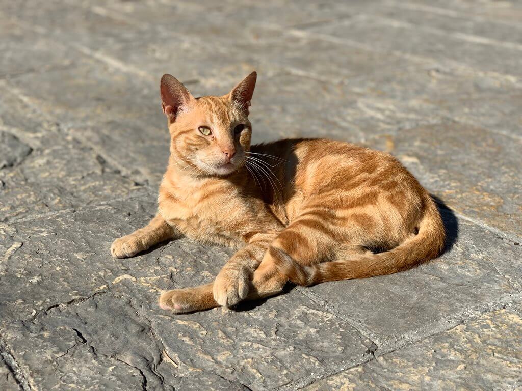 Cat in Kotor Old Town