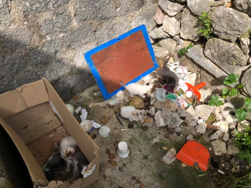 Abandoned kittens in Kotor Kotor Kitties is U.S-based charity that's sterilising cats in Kotor and around Montenegro