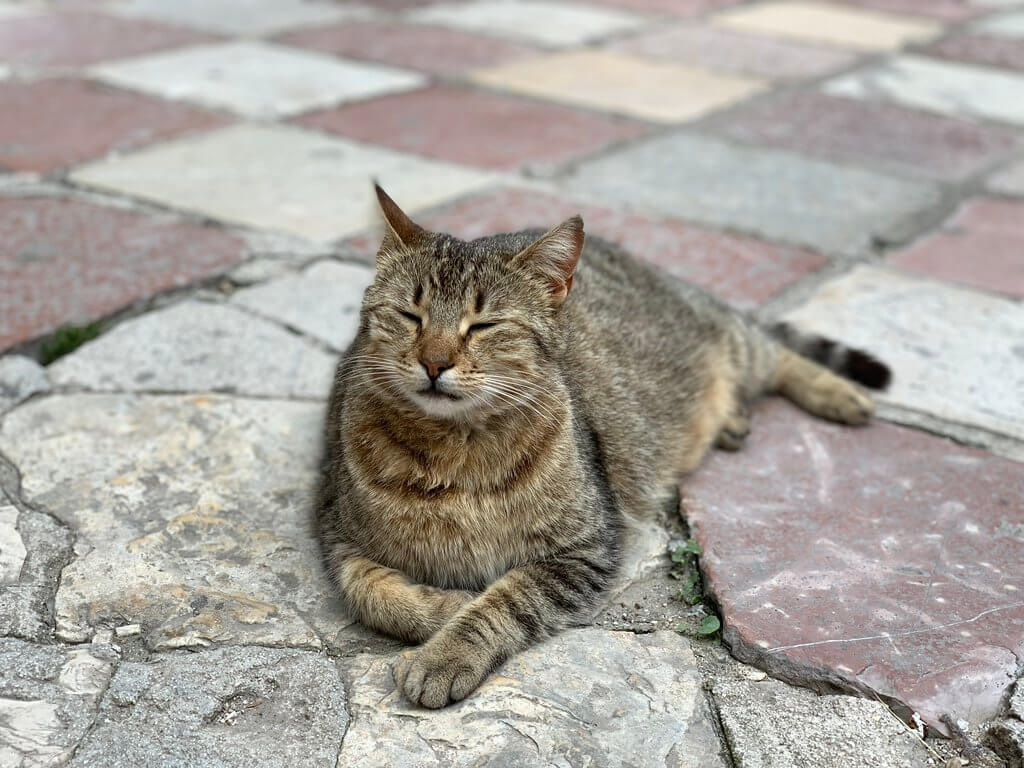 Cat in Kotor Kotor Kitties is U.S-based charity that's sterilising cats in Kotor and around Montenegro