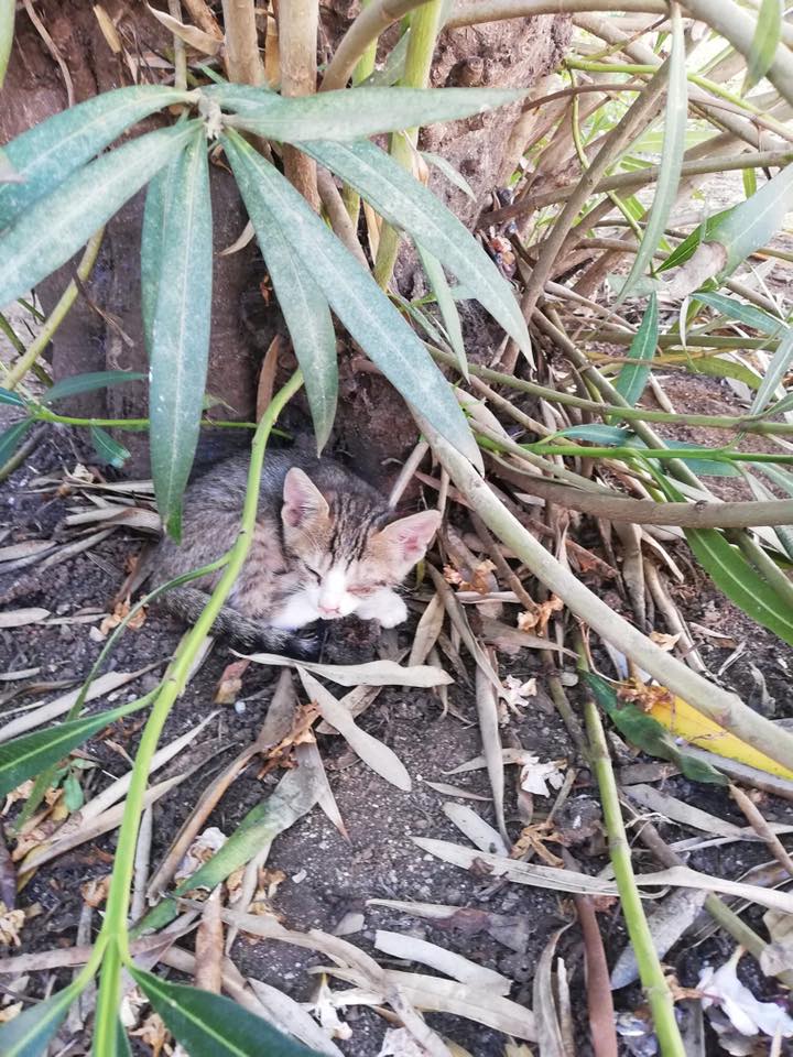 Sick kitten in Montenegro Kotor Kitties is U.S-based charity that's sterilising cats in Kotor and around Montenegro