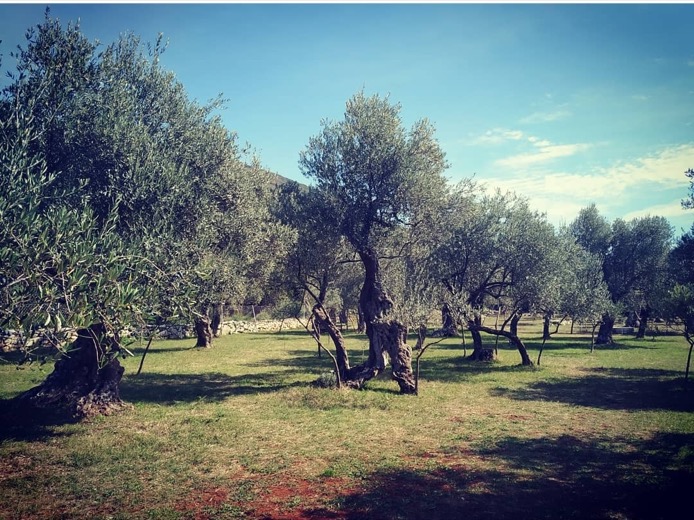 Kotor Tour: Olives and Donkeys