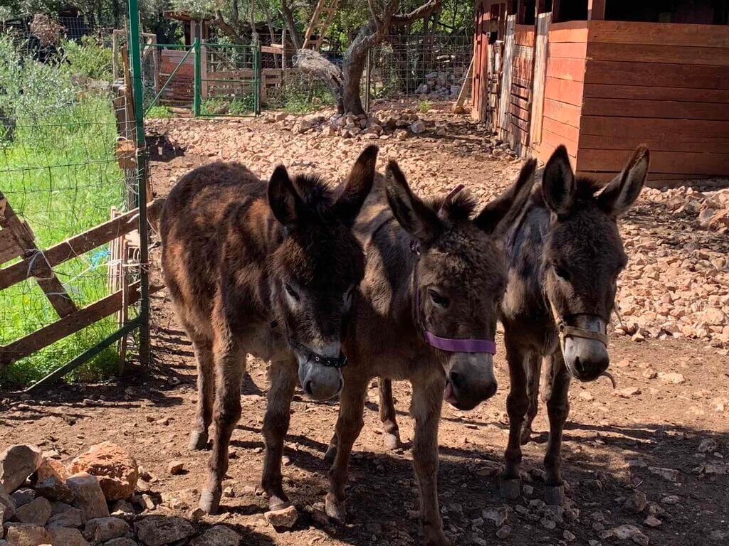 Three donkeys Kotor Tour: Olives and Donkeys