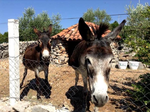 Private tours in Kotor Montenegro