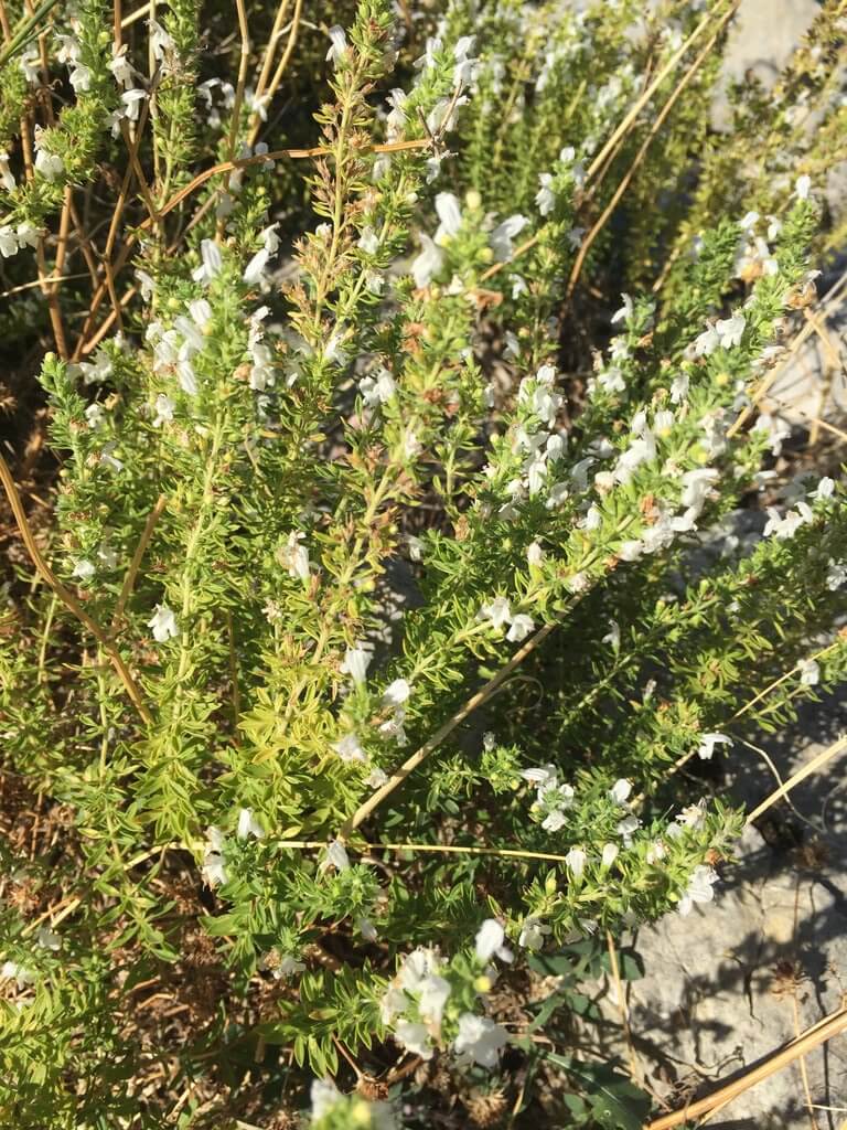 The Ladder of Kotor is an old path connecting Montenegro's old royal capital, Cetinje, with Kotor on the coast. It's a popular walk and offers incredible views.