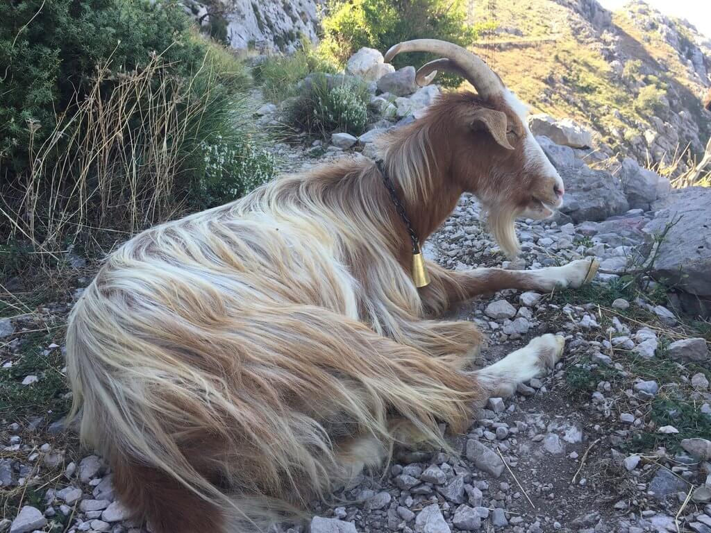 The Ladder of Kotor is an old path connecting Montenegro's old royal capital, Cetinje, with Kotor on the coast. It's a popular walk and offers incredible views.