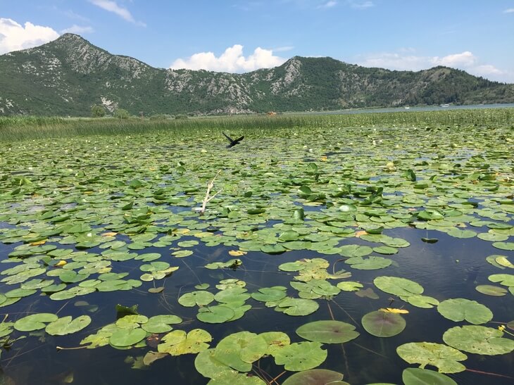 Best Skadar Lake Boat Tours