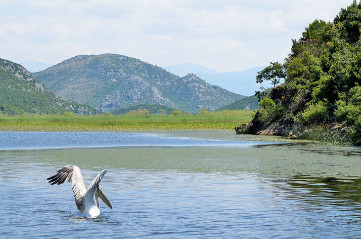 Dalmatian Pelican Lake Skadar National Park: Best Things to Do