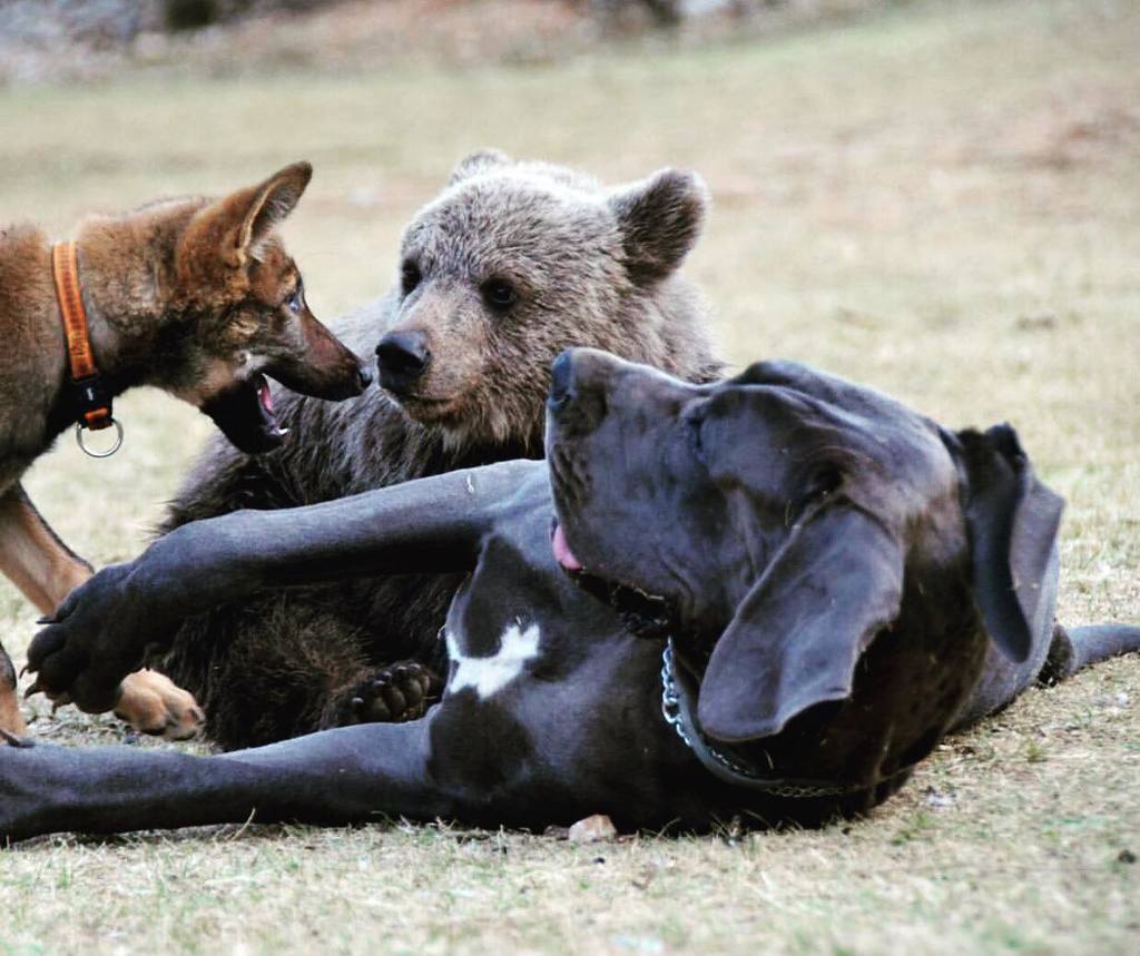 Iri, wolf and bear cubs Montenegro Animal Sanctuary is one of Montenegro's top hidden gems and a great place for families.