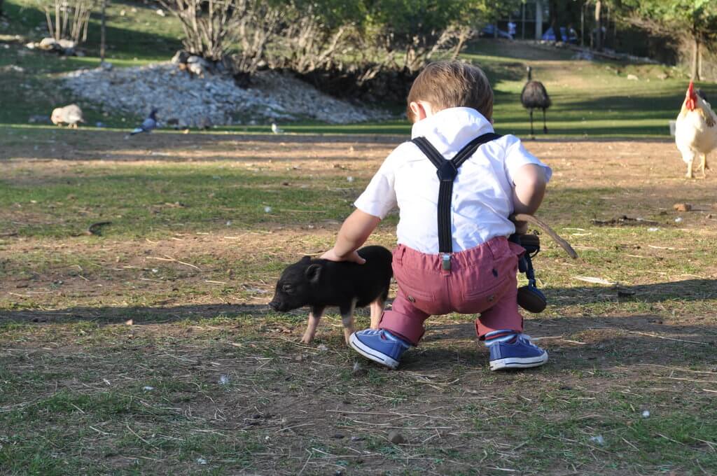 Petting piglets Montenegro Animal Sanctuary is one of Montenegro's top hidden gems and a great place for families.