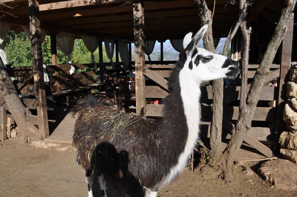Llama Montenegro Animal Sanctuary is one of Montenegro's top hidden gems and a great place for families.