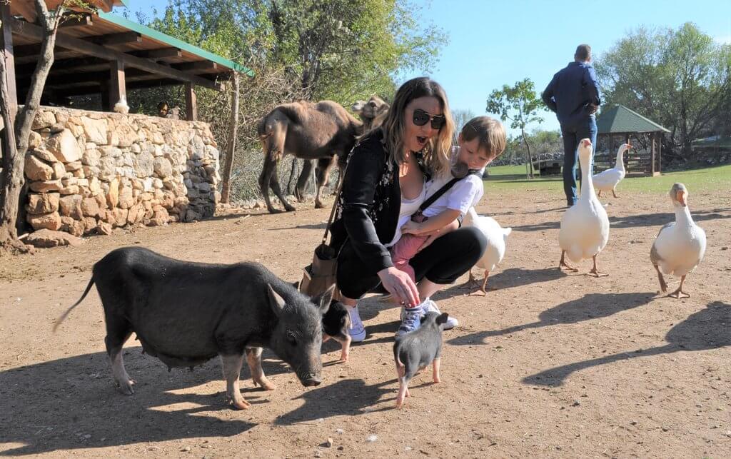 Piglets and geese Montenegro Animal Sanctuary is one of Montenegro's top hidden gems and a great place for families.
