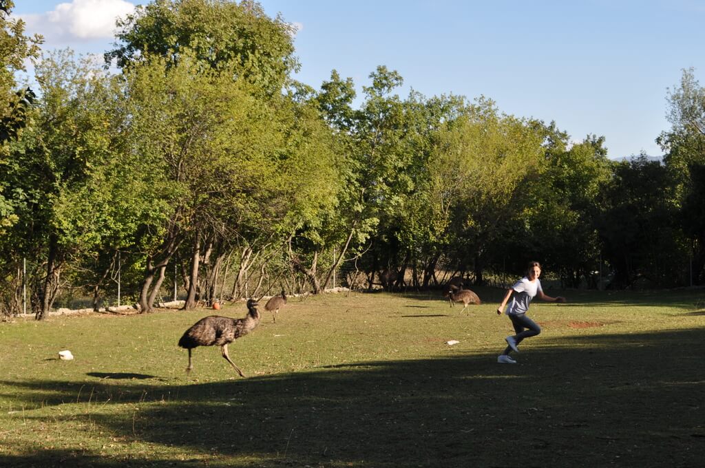 Running with emus Montenegro Animal Sanctuary is one of Montenegro's top hidden gems and a great place for families.