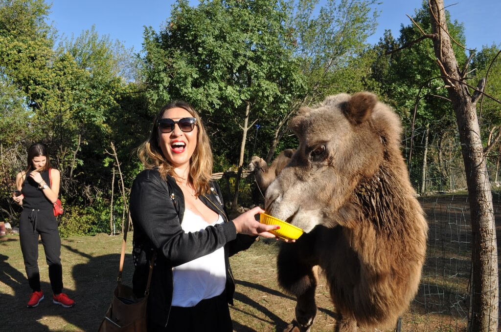 Montenegro animal sanctuary helen feeding camel Montenegro animal sanctuary helen feeding camel