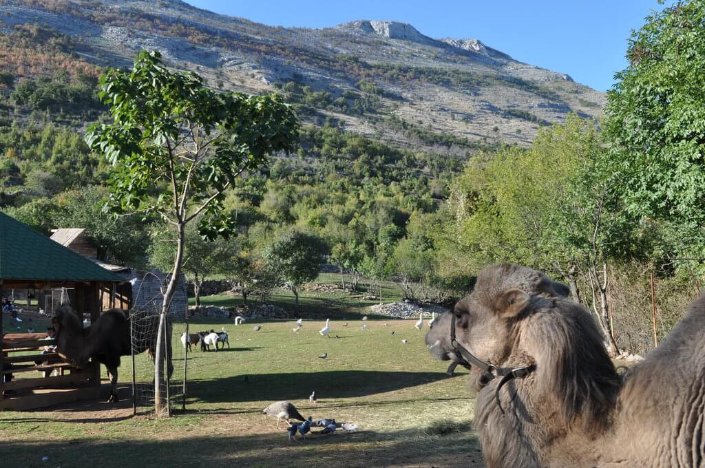 Camel and sanctuary grounds Montenegro Animal Sanctuary is one of Montenegro's top hidden gems and a great place for families.