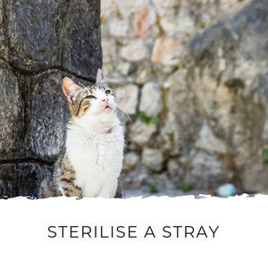 Help to sterilize a cat in Montenegro