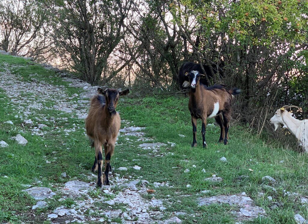 Discover the unique beauty and history of Montenegro’s medieval capital, Žabljak Crnojevića, just 20 minutes from Podgorica.
