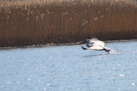 Best Skadar Lake Boat Tours