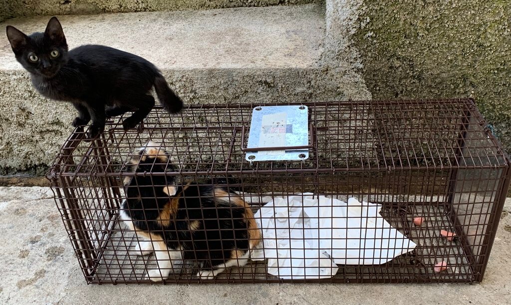 Trap neuter return cat Montenegro Kotor Kitties is U.S-based charity that's sterilising cats in Kotor and around Montenegro